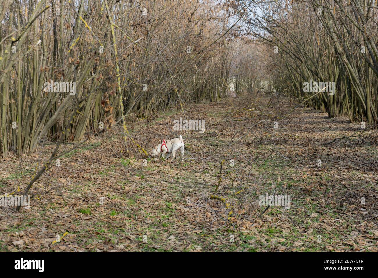 Ein junger Hund ist auf der Suche nach Trüffel Trüffel in einem Hazel Grove der Langhe, Piedmony - Italien Stockfoto