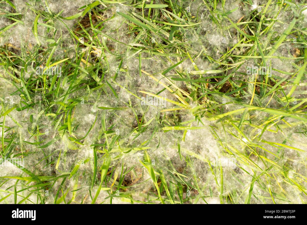 Pappelflocken auf jungen Gräsern. Weißer Flusen Stockfoto