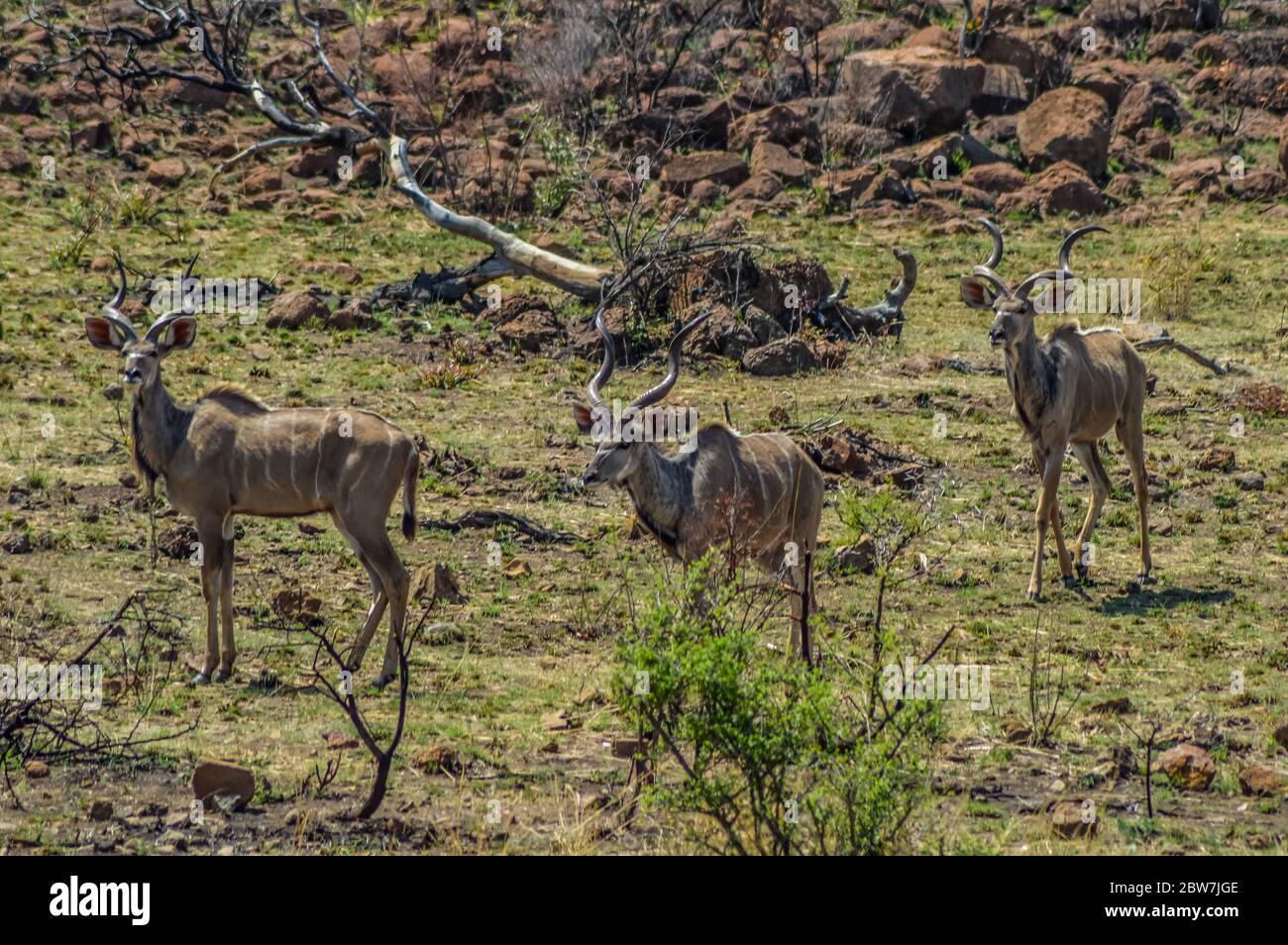 Kudu Antilope im natürlichen Habital und ein wildes Naturreservat in Südafrika Stockfoto