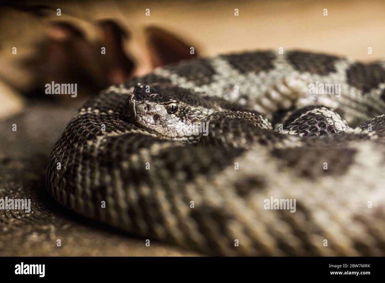 Nahaufnahme einer nordpazifischen Rattlesnake Stockfoto