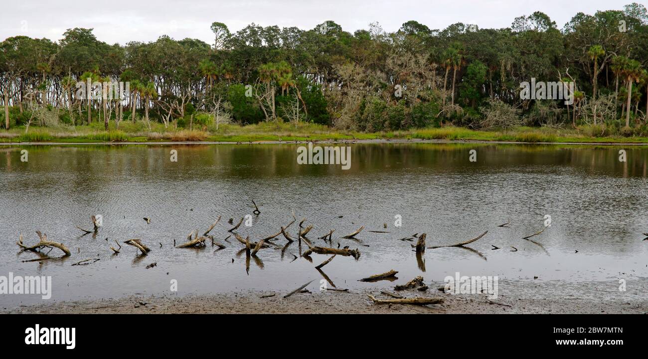 Das Sumpfland und üppige tropische Wälder mit reichlich spanisches Moos drapieren Zweige von lebenden Eichen im Big Talbot Island State Park, Florida, USA Stockfoto