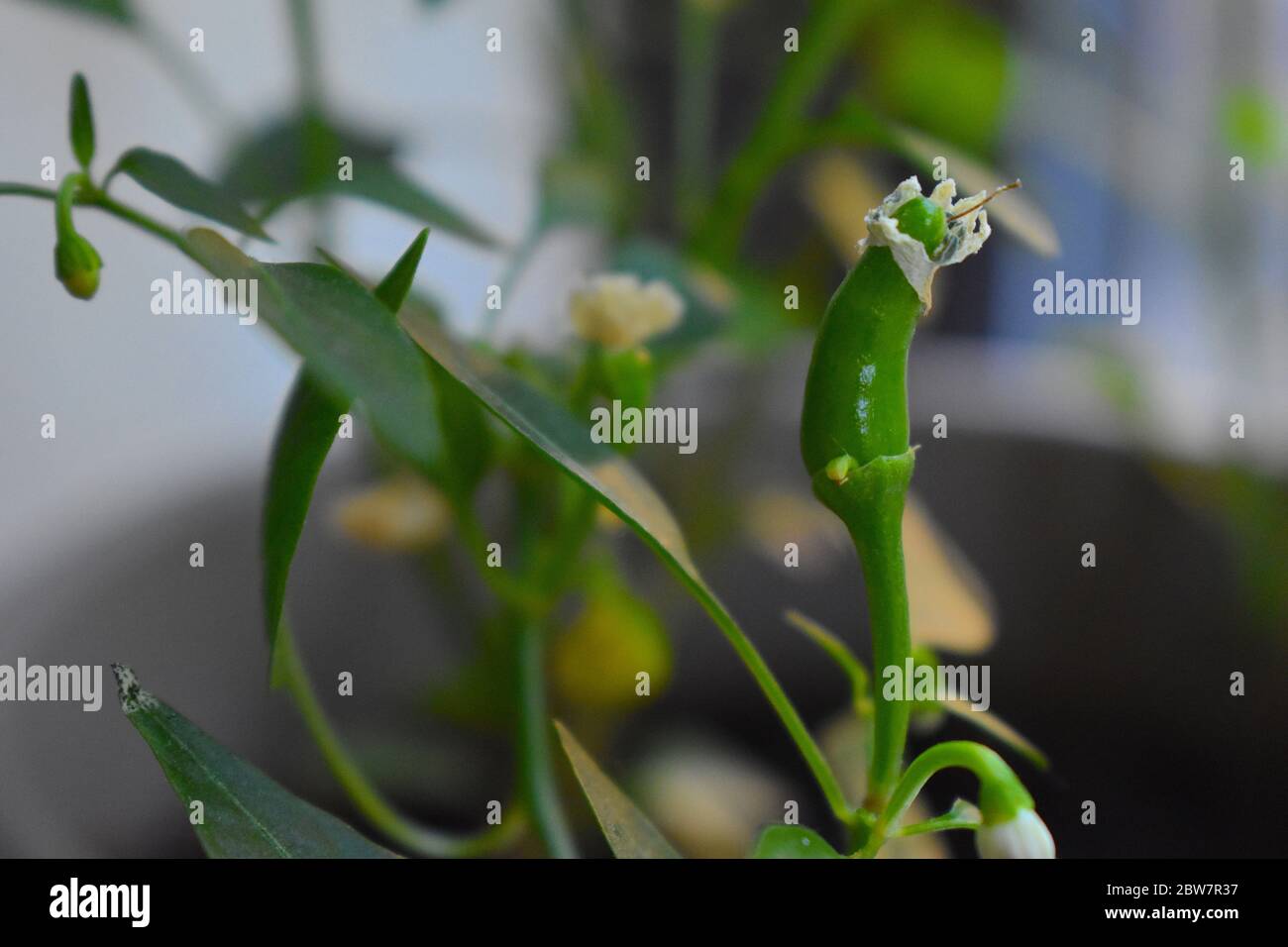 Medium hot Green cayenne Chili pepper ist eine junge Version von rotem dünnen Pfeffer gemeinsame getrocknete Gewürz in Pizza-Restaurants die meisten Chili Flocken verkauft sind cayennes Stockfoto