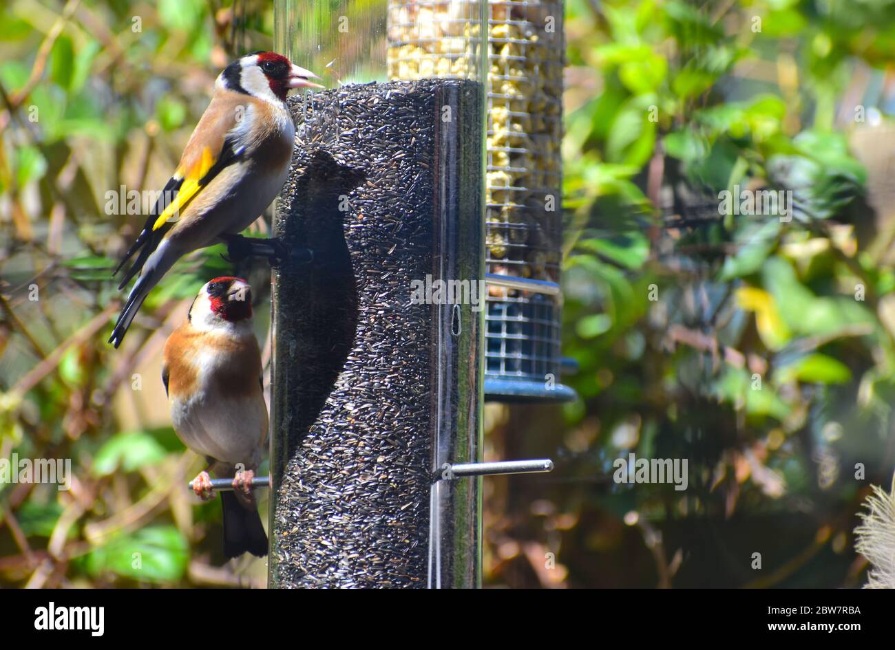Goldfinken Paar fressen niger Samen Europäischer Goldfink (Carduelis carduelis) ist ein kleiner Singvogel, der in Europa heimisch ist und einen gelben Flügelfleck hat Stockfoto