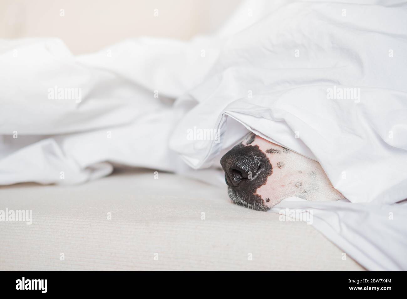Hundeleine im weißen Bett. Haustiere porträtieren einen Schlaf und faul sein Stockfoto