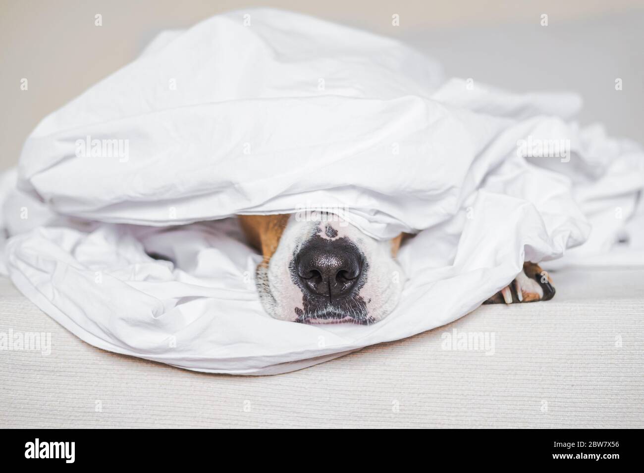 Hund in weiße Decke bedeckt. Haustiere porträtieren einen Schlaf und faul sein Stockfoto