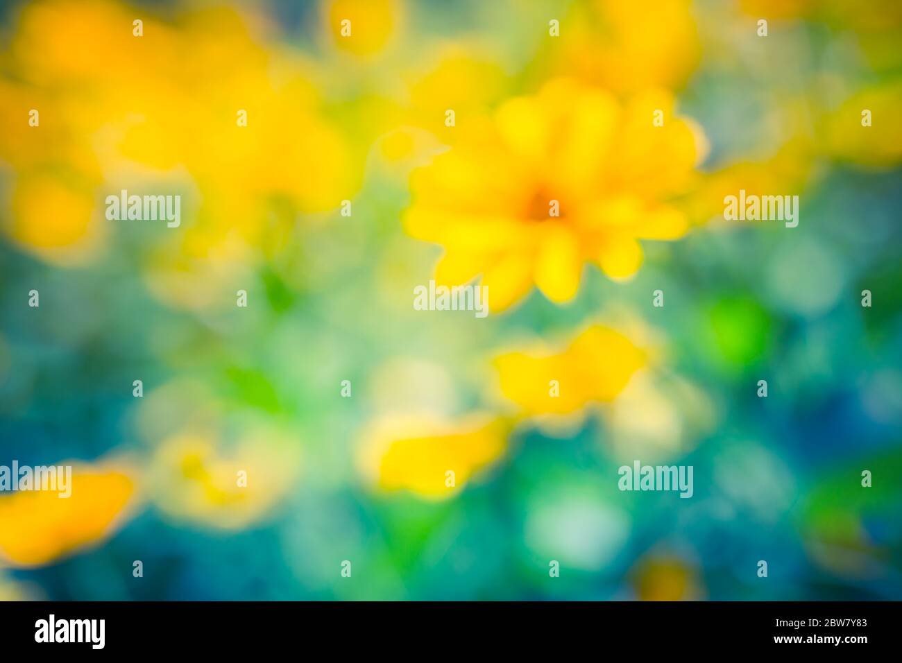 Frühling Hintergrund mit schönen gelben Blüten. Feld der blühenden gelben Blumen auf einem Hintergrund Sonnenuntergang mit verschwommener Natur Blick Stockfoto