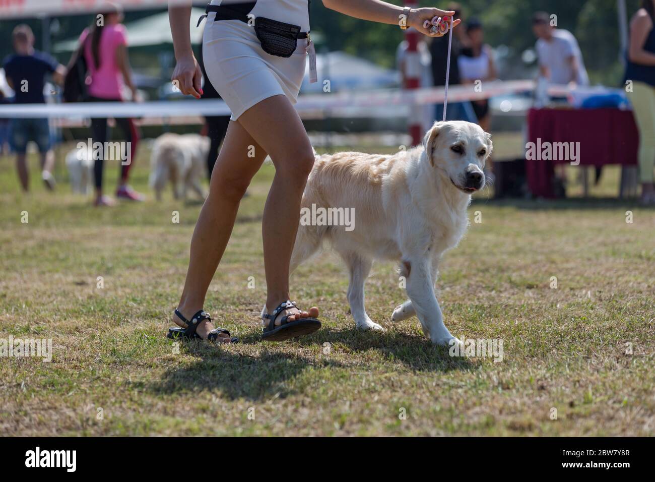 08.15.2018, Hungary, Debrecen: Hunde mit Hundeführer auf Hundewettbewerb oder -Show Stockfoto