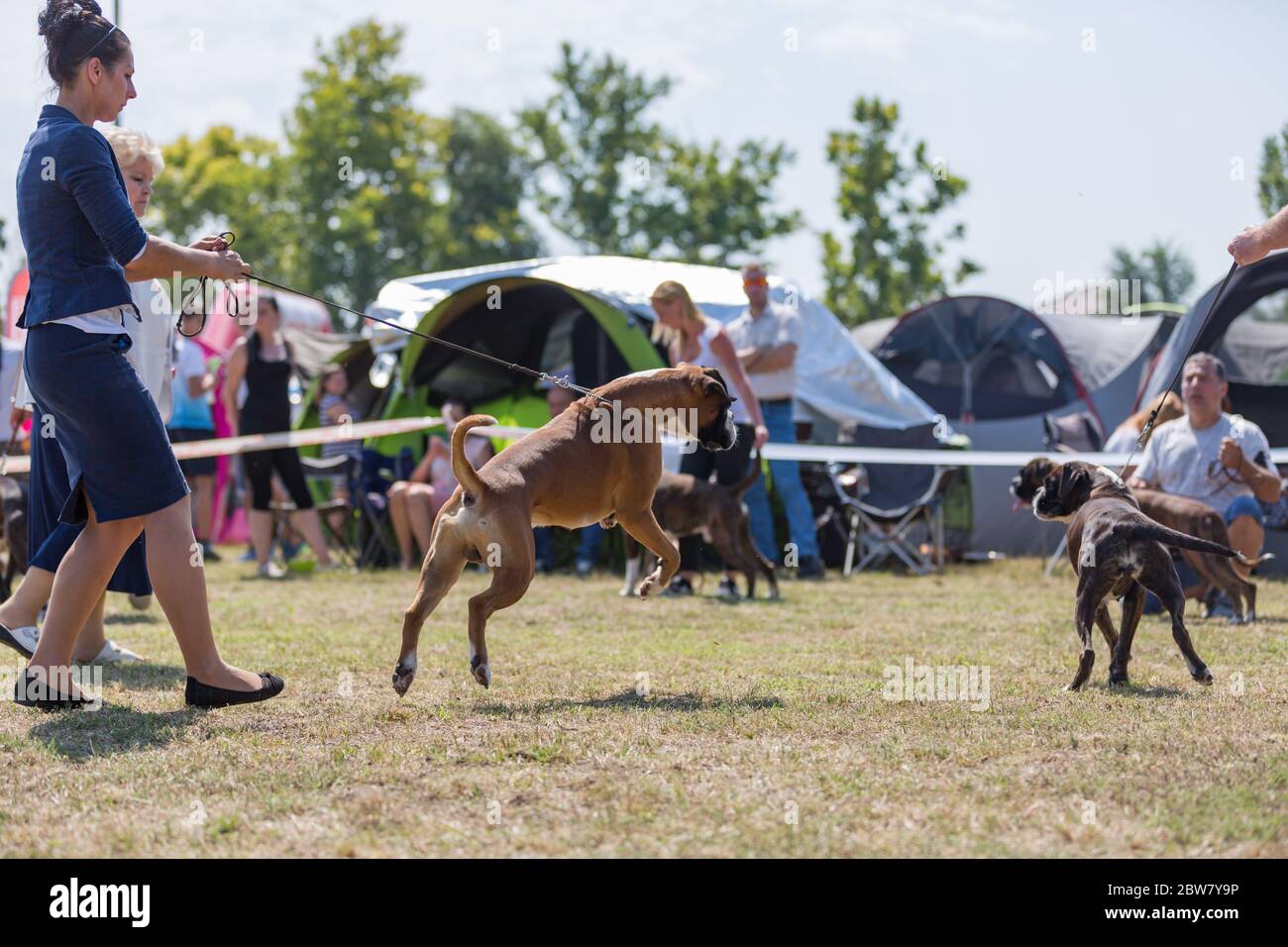 08.15.2018, Hungary, Debrecen: Hunde mit Hundeführer auf Hundewettbewerb oder -Show Stockfoto