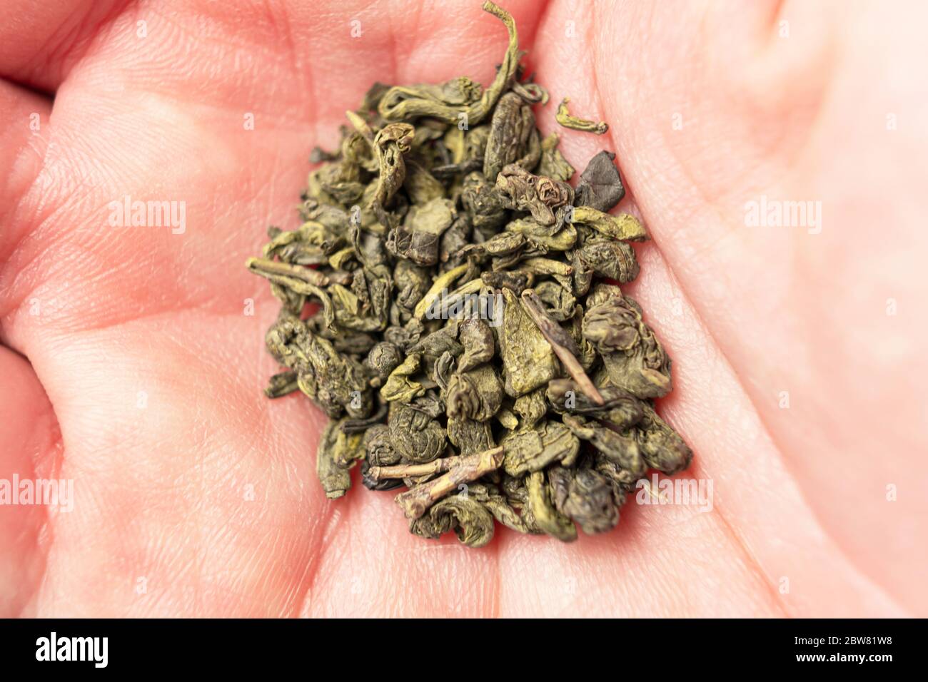 Grüner Tee Gunpowder in einer Hand Nahaufnahme. Die Blätter des traditionellen chinesischen Tees in der Handfläche eines Mannes. Natürliche natürliche Antioxidans für eine wohlriechende gesund Stockfoto