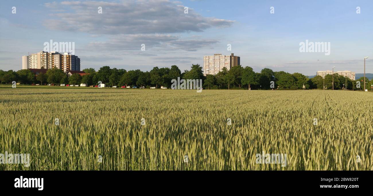 Weizenfeld Stockfoto