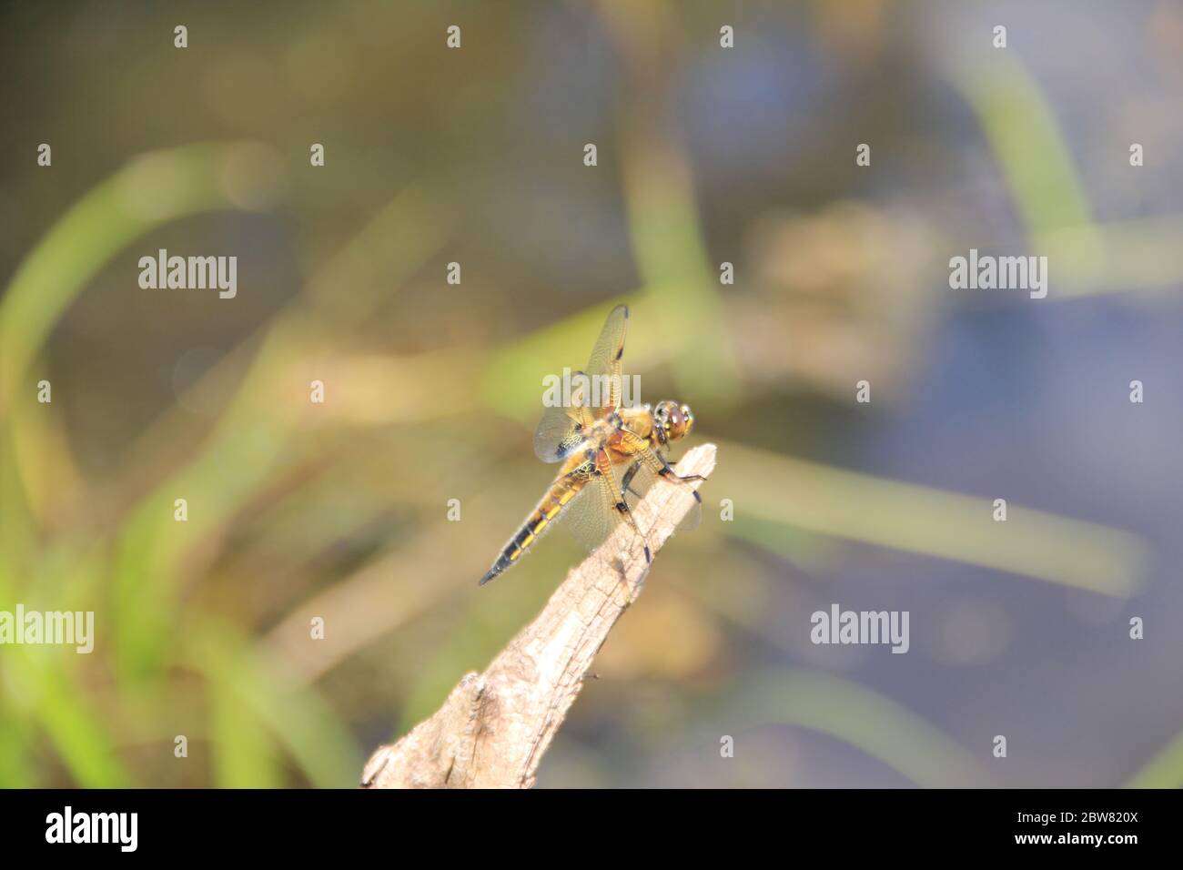 Die Teichgärten von Ada Hofman in Loozen, Niederlande Stockfoto