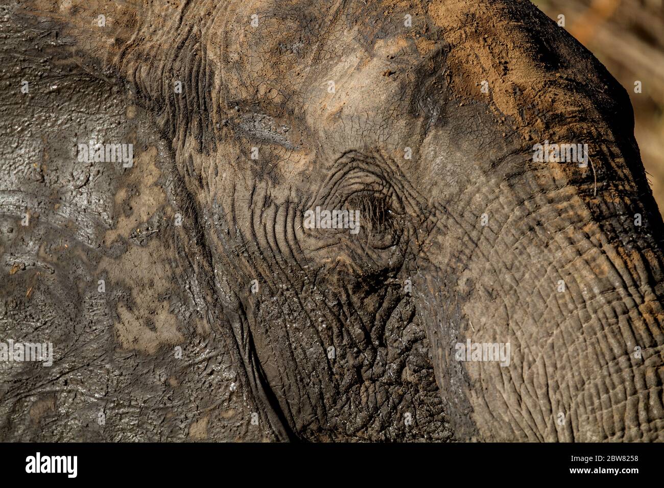 Elefanten in freier Wildbahn Stockfoto