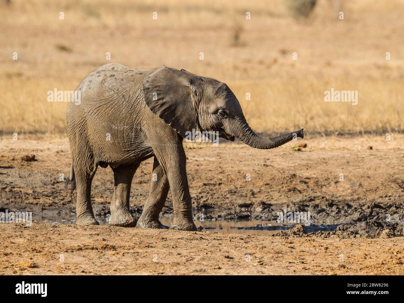 Elefanten in freier Wildbahn Stockfoto