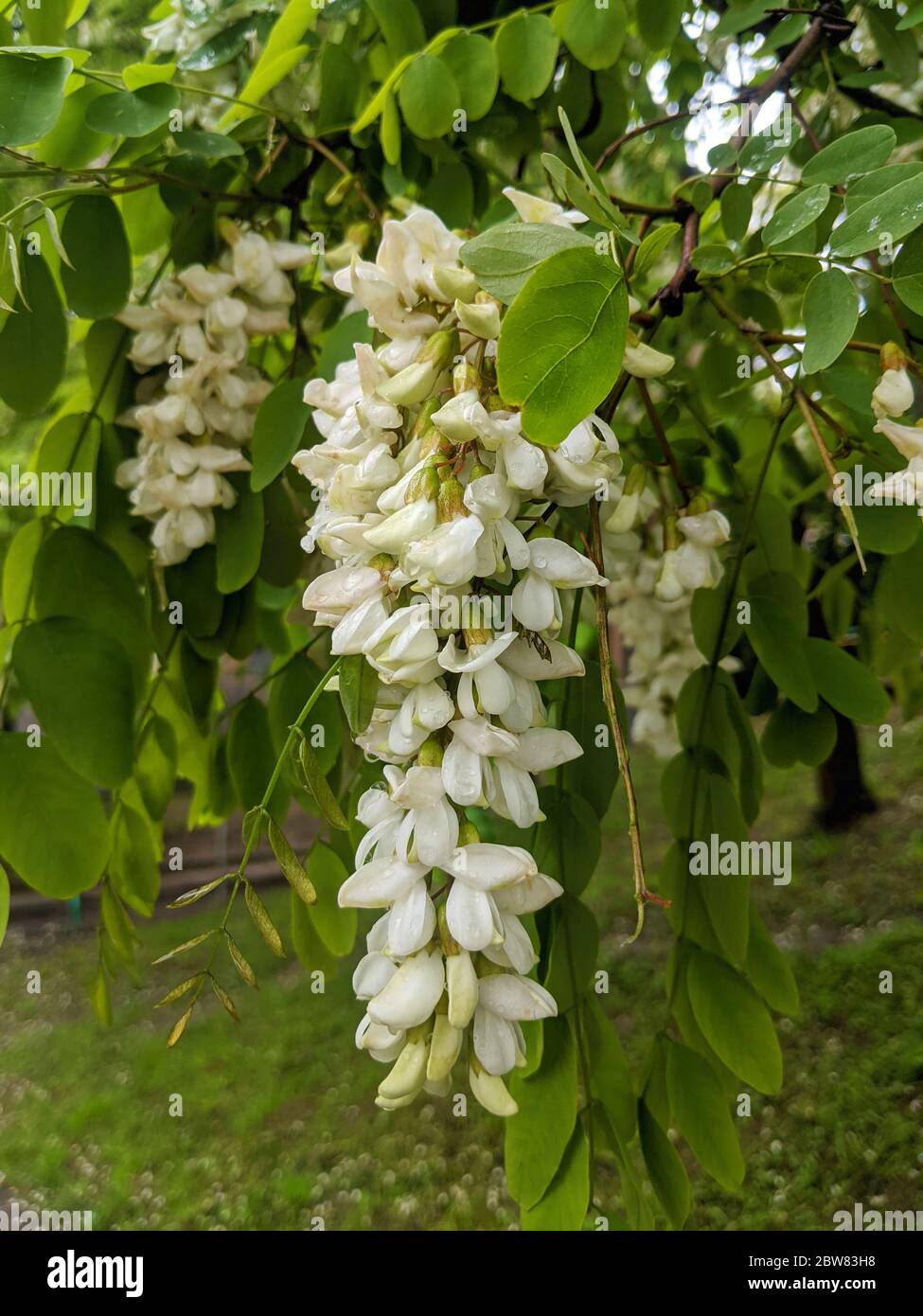 Jasminbaum Zweig in Blüte mit kleinen weißen Blüten mit Regentropfen bedeckt Stockfoto