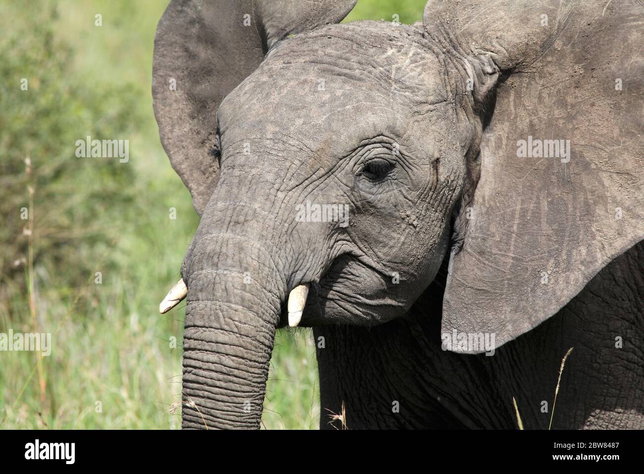 Seitenporträt eines jungen Elefanten mit erhobenem Kopf und kurzen Stoßzähnen im Tageslicht der kenianischen Savanne Stockfoto