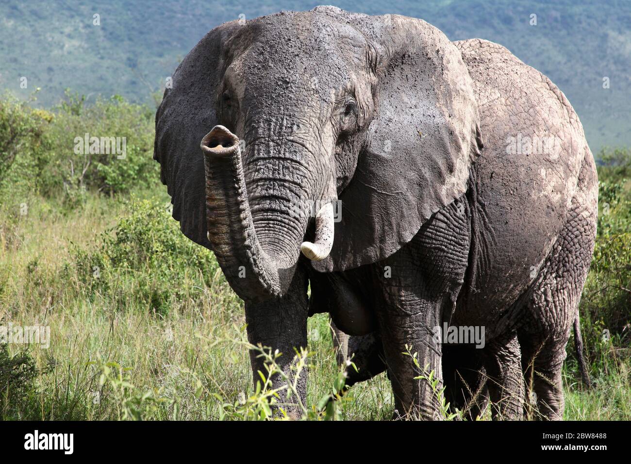 Porträt eines riesigen Elefanten mit erhöhtem Rüssel und Stoßzähnen im Grasland der kenianischen Savanne Stockfoto