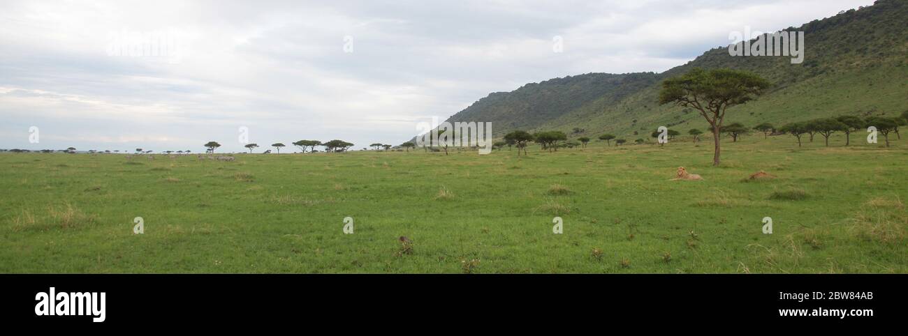 Typische Landschaft der kenianischen Masai Mara, umgeben von Berghängen, in den weiten grünen Wiesen ruhen Löwen in der Ferne getarnt Stockfoto