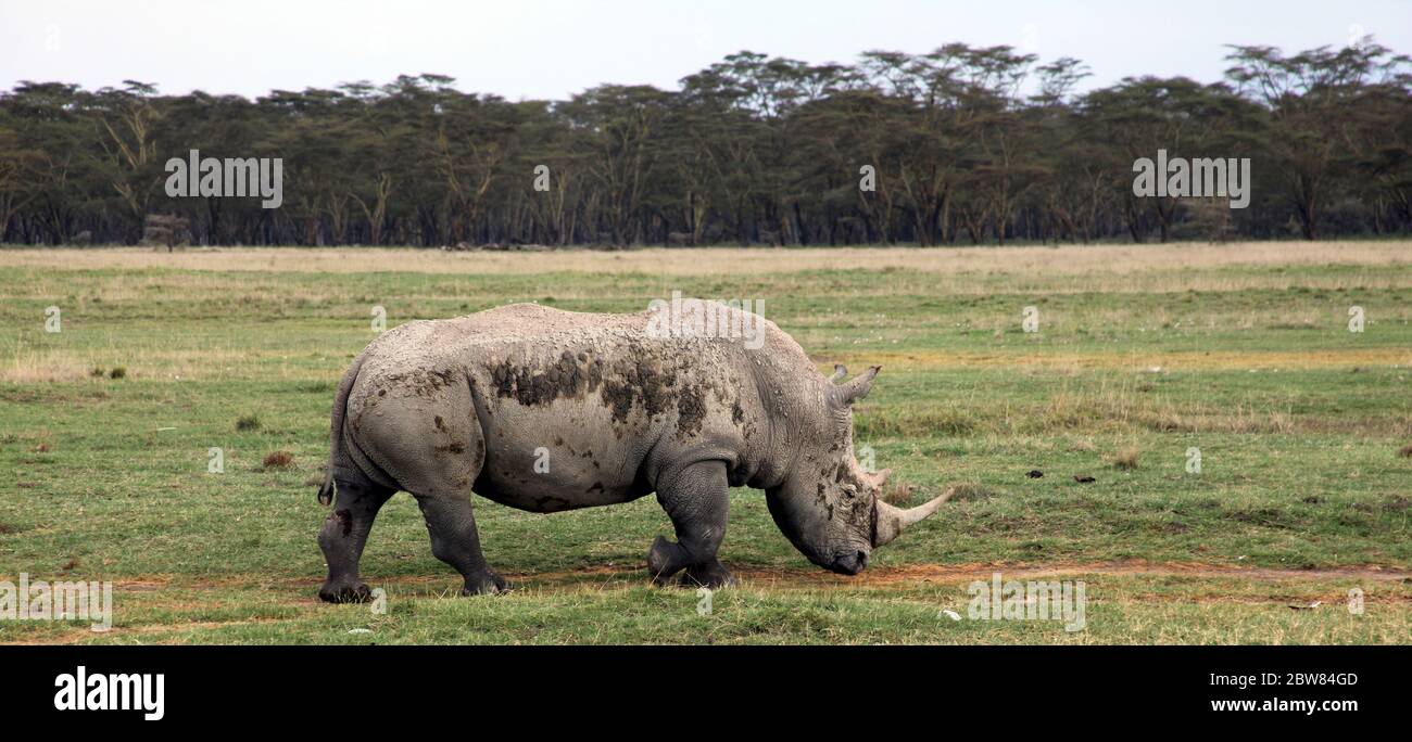 Porträt eines weißen Nashorns, das am Nakuru-See in Kenia grast Stockfoto
