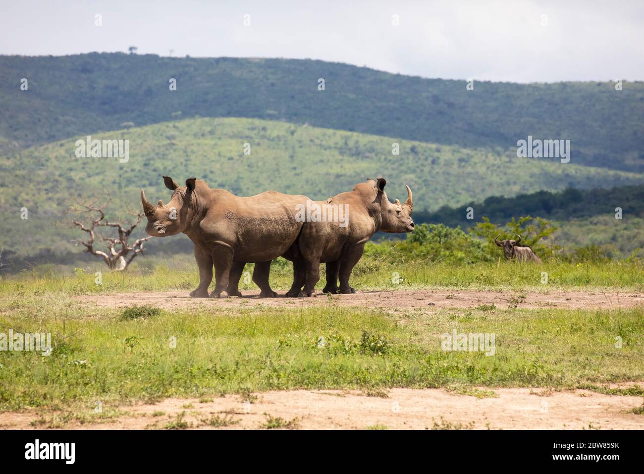 Weißes Nashorn oder quadratisches Nashorn (Ceratotherium simum), Hluhluwe-Imfolozi Park, KwaZulu Natal, Südafrika Stockfoto