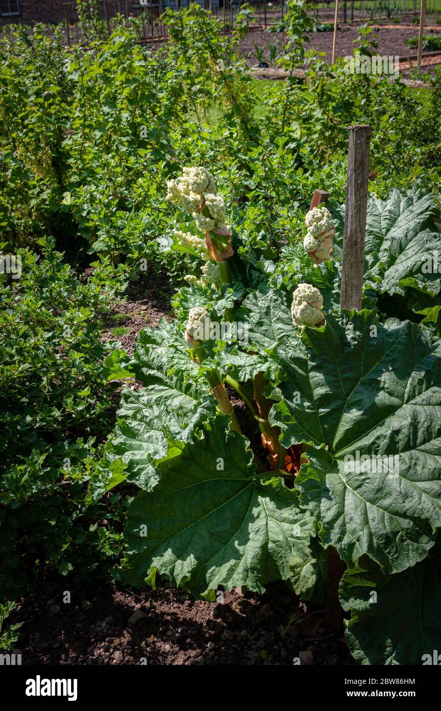 Rhabarber Pflanze wächst im Garten beginnt zu blühen Stockfoto