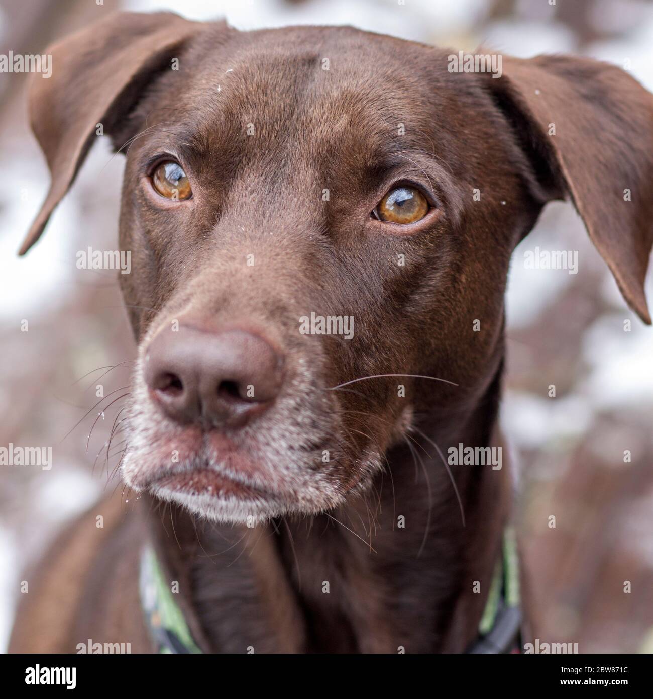 Porträt eines braunen deutschen Kurzhaarpointers im Winter Stockfoto