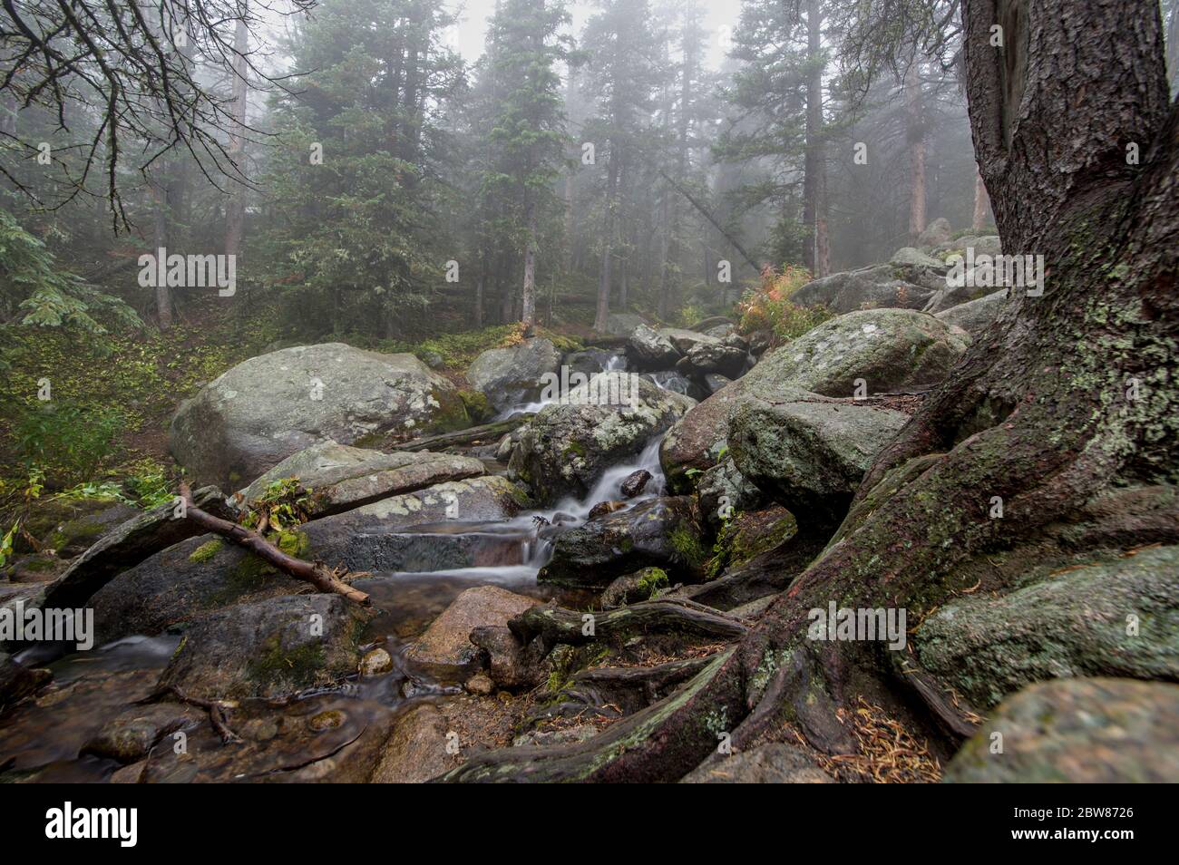 Lange Exposition von Cascades auf dem Chasm Lake Wanderung an einem Foggy Morgen mit Bäumen, Nebel und glattem fließendem Wasser Stockfoto