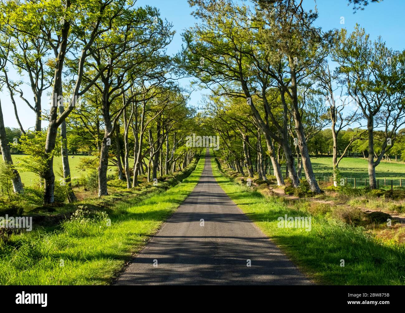 Die baumgesäumte Allee, die als Zufahrtsstraße zum Pentland Hills Regional Park in der Nähe von Balerno, Midlothian, Schottland, fungiert. Stockfoto