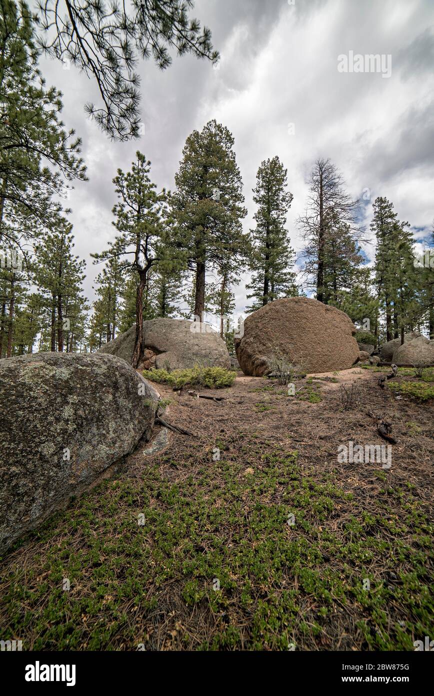 Bäume und Felsen Landschaftsfotos entlang der McCullough Gulch Trails außerhalb von Bailey, Colorado Stockfoto