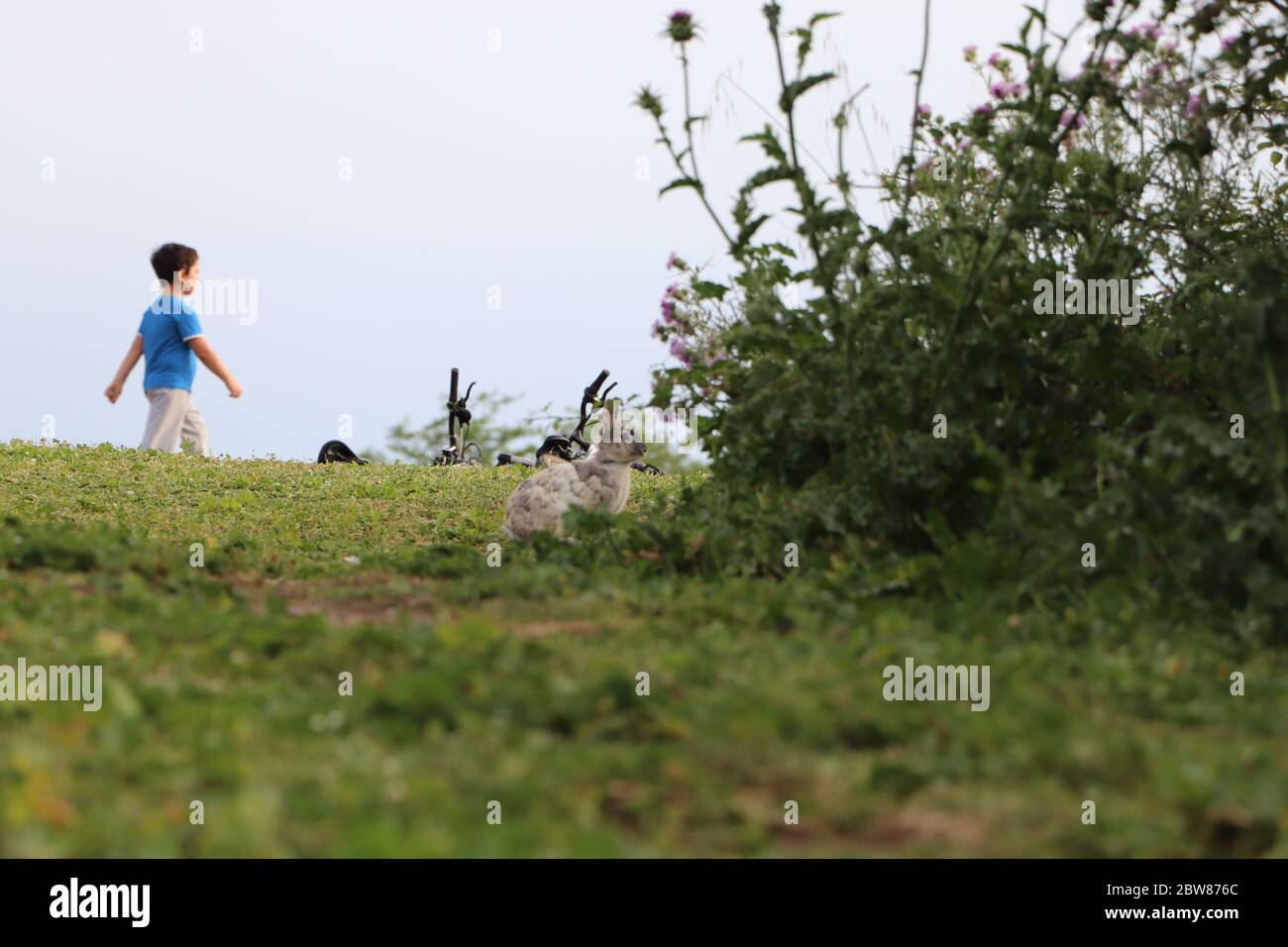 Kaninchen im Park mit Jungen im Hintergrund Stockfoto