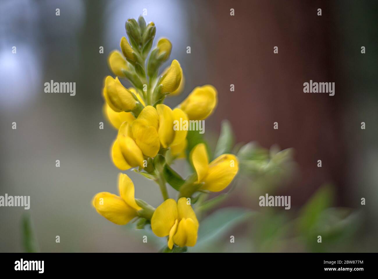 Gelbes Banner Blumen Colorado Wildblume mit einem verschwommenen braunen und weißen Hintergrund, fotografiert Wild in Nature Stockfoto