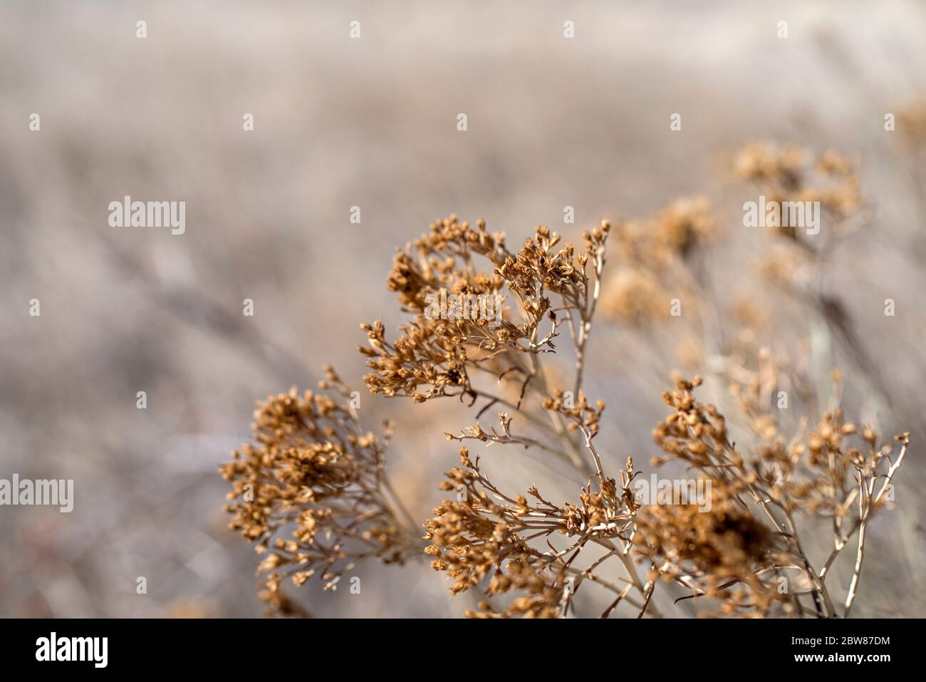 Getrocknete Colorado Wildblumen in der Wildnis am Ende des Sommers mit geringer Schärfentiefe und selektiver Fokussierung, Erdtönen und Raum für Kopien Stockfoto