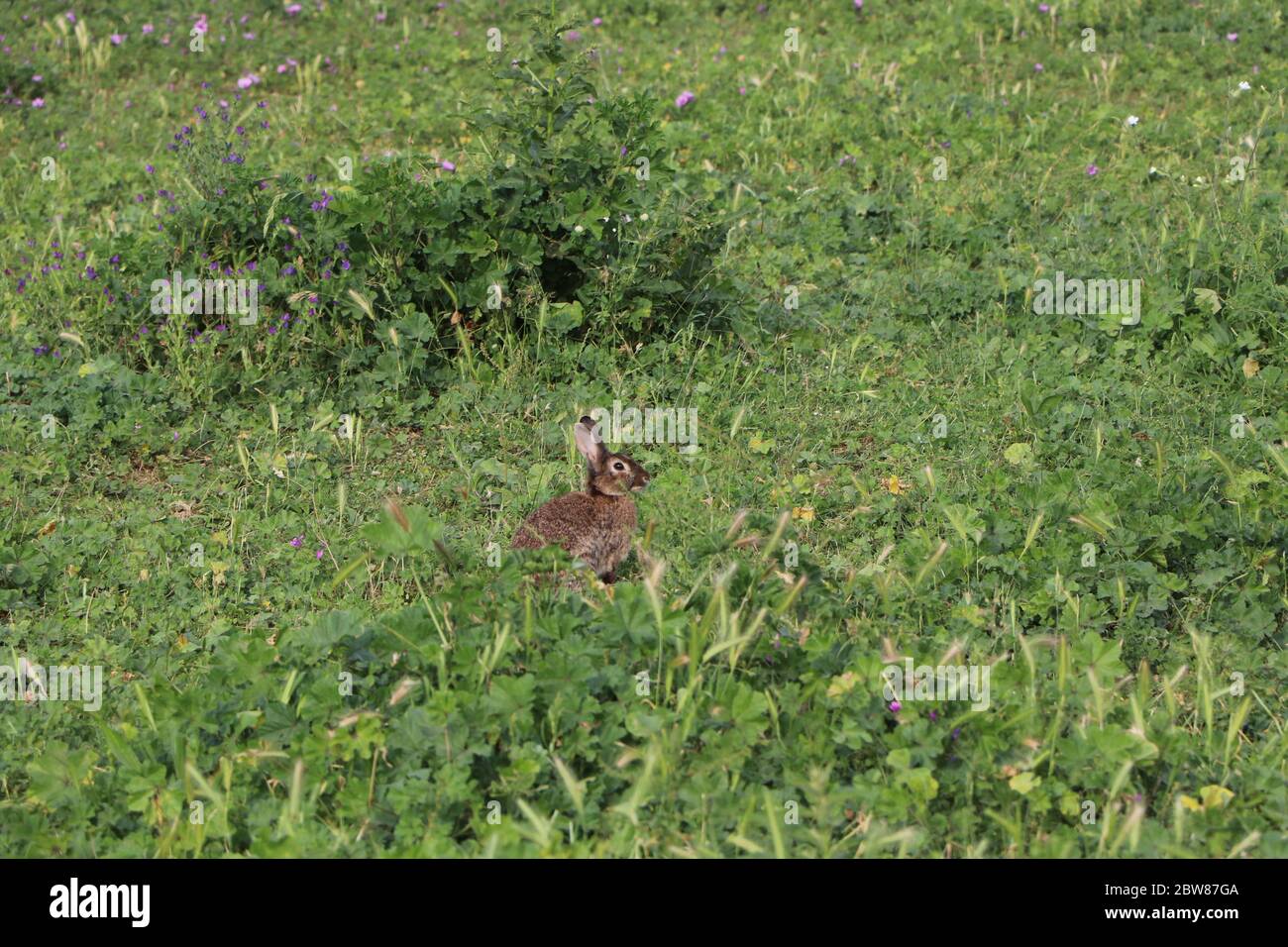 Kaninchen im Park Stockfoto