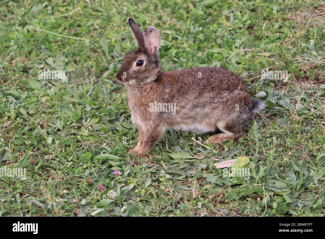 Kaninchen im Park Stockfoto