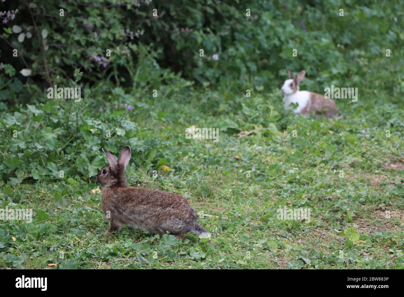 Kaninchen im Park Stockfoto