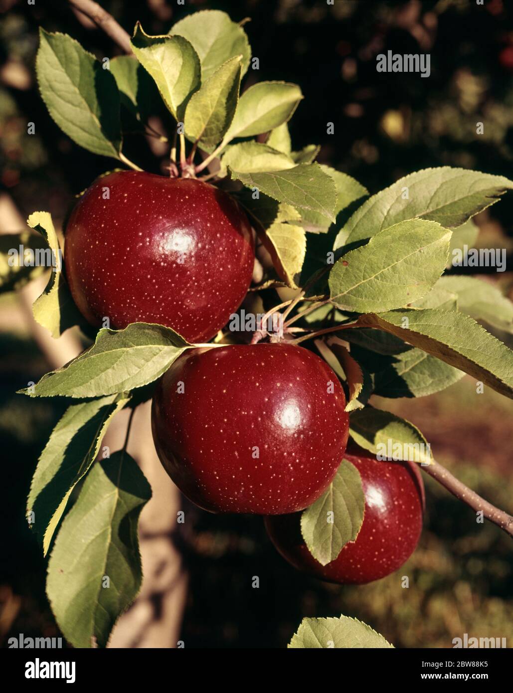 2000ER ROM ÄPFEL WACHSEN HÄNGEN AN BAUMZWEIG - KF11991 HEL001 HARS ROM Stockfoto