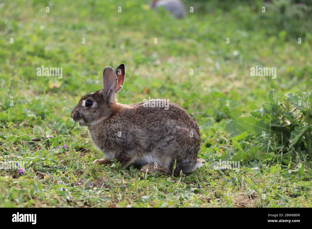 Kaninchen auf einem Feld Stockfoto