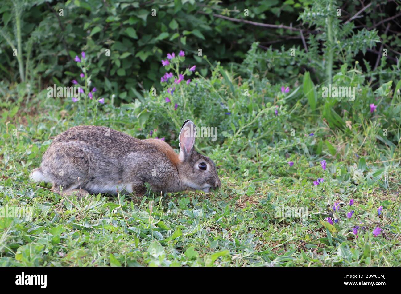 Kaninchen auf einem Feld Stockfoto