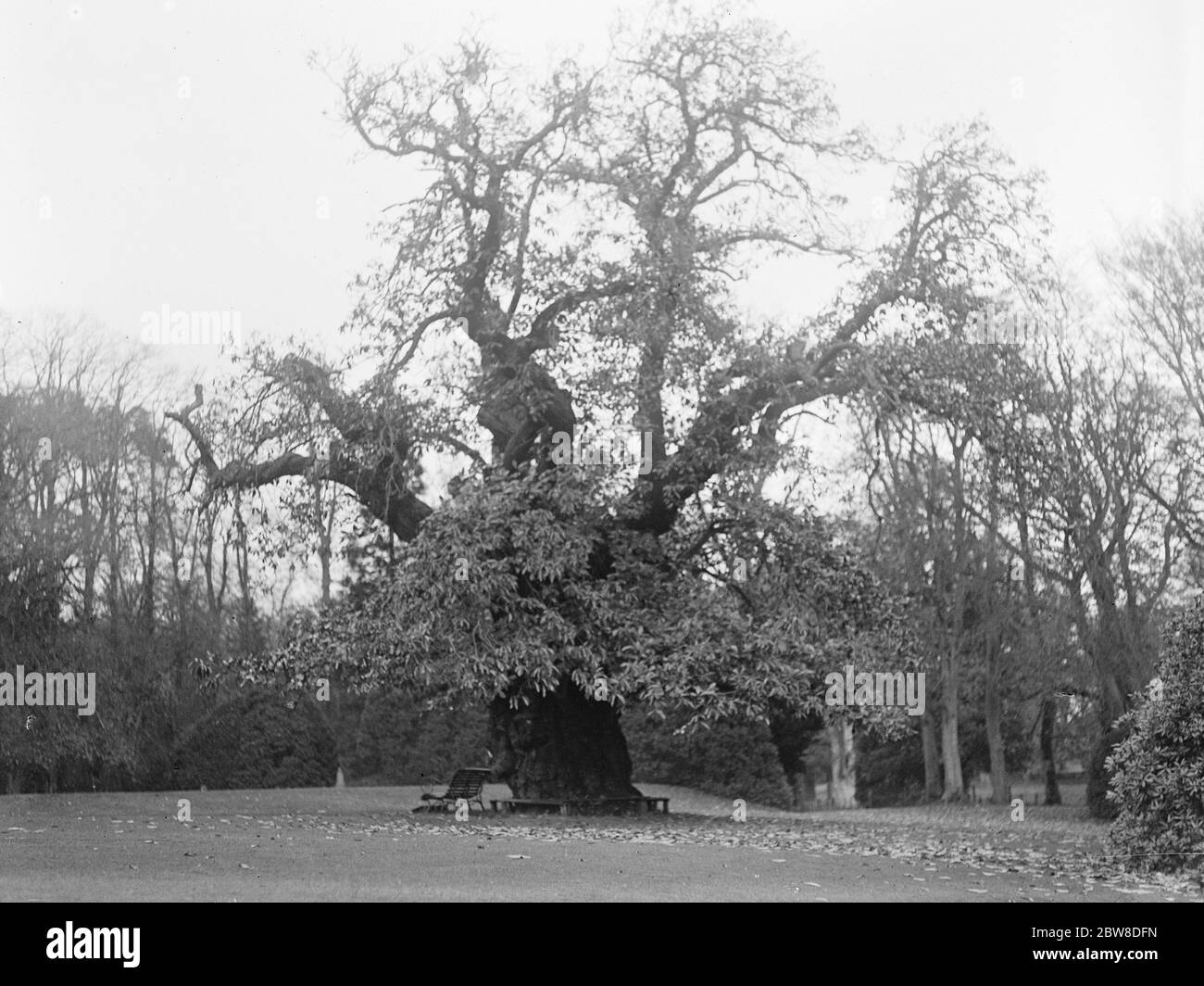 Ein alter Baum in den Gärten von Bemersyde House in den schottischen Grenzen. Ein Geschenk an Feld - Marschall der 1. Earl Haig , Kommandeur der britischen Streitkräfte im Ersten Weltkrieg , von der britischen Regierung . Stockfoto Ein alter Baum in den Gärten von Bemersyde House in den schottischen Grenzen. Ein Geschenk an Feld - Marschall der 1. Earl Haig , Kommandeur der britischen Streitkräfte im Ersten Weltkrieg , von der britischen Regierung . Stockfoto