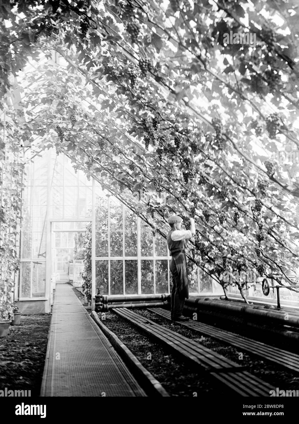 Gewächshaus Interieur in den Sandringham Gärten, Norfolk. Bis 22. August 1929 Stockfoto