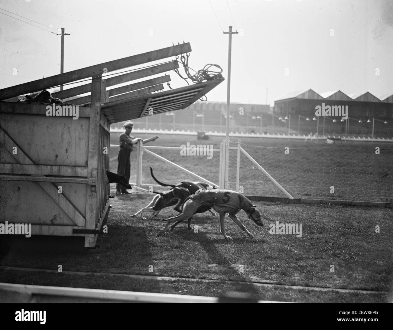 Nachdem das Starttor aufgegangen ist. Das Starttor wurde angehoben und die Windhunde werden bei den Testfahrten auf der neuen Greyhound-Rennstrecke in Harringay gesehen. Bis 29. August 1927 Stockfoto