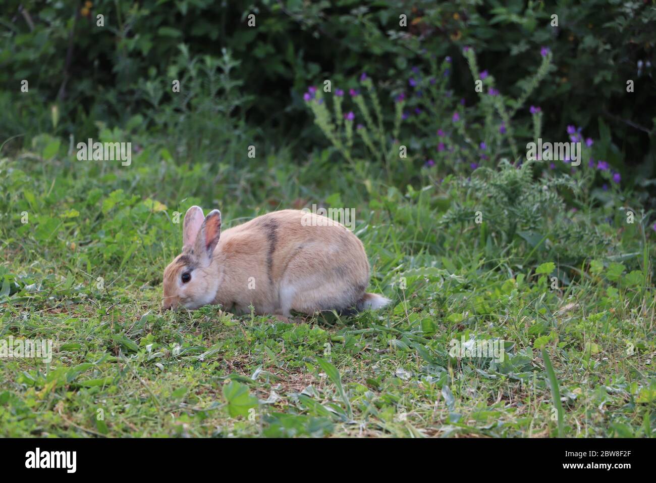 Kaninchen auf einem Feld Stockfoto