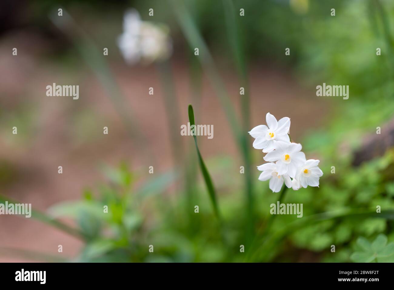 Weiße Wildblumen mit verschwommenem grünen und braunen Hintergrund Stockfoto