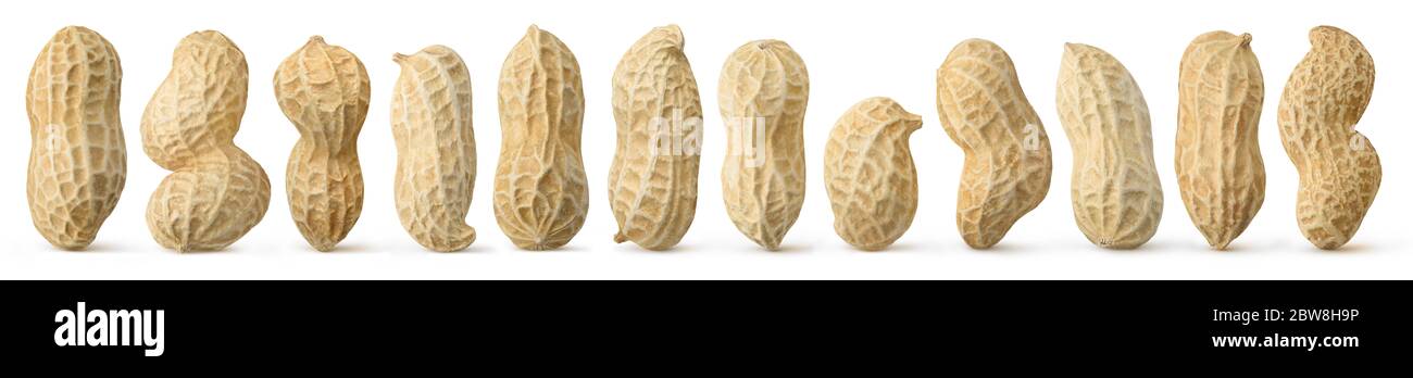 Peanuts Vielfalt. 12 rohe geschälte Erdnüsse in verschiedenen Formen stehen vertikal isoliert auf weißem Hintergrund Stockfoto