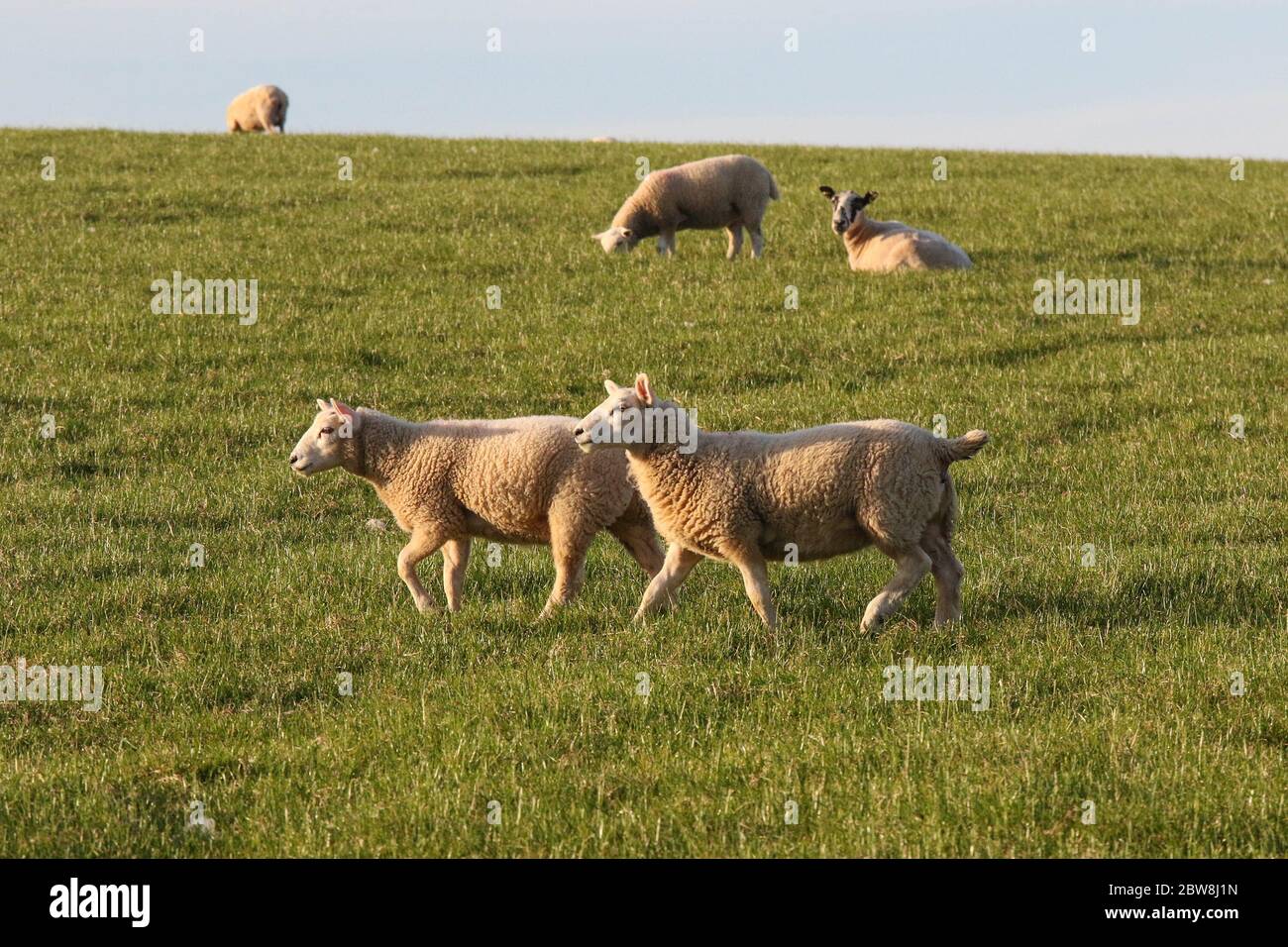 Magheralin, County Armagh, Nordirland. 30 Mai 2020. UK Wetter - ein herrlicher sonniger Tag endet mit einem warmen Abend und einer langen Zeit der Sonne. Schafe grasen auf einem Couny Down Hügel in der Sonne an einem späten Mai Abend. Kredit: CAZIMB/Alamy Live News. Stockfoto