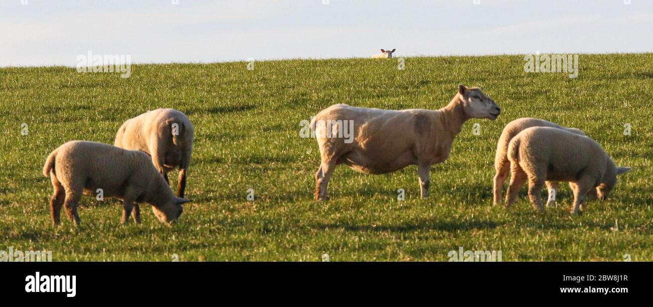 Magheralin, County Armagh, Nordirland. 30 Mai 2020. UK Wetter - ein herrlicher sonniger Tag endet mit einem warmen Abend und einer langen Zeit der Sonne. Schafe kommen über den Hügel, um sich mit der Herde zu verbinden. Kredit: CAZIMB/Alamy Live News. Stockfoto