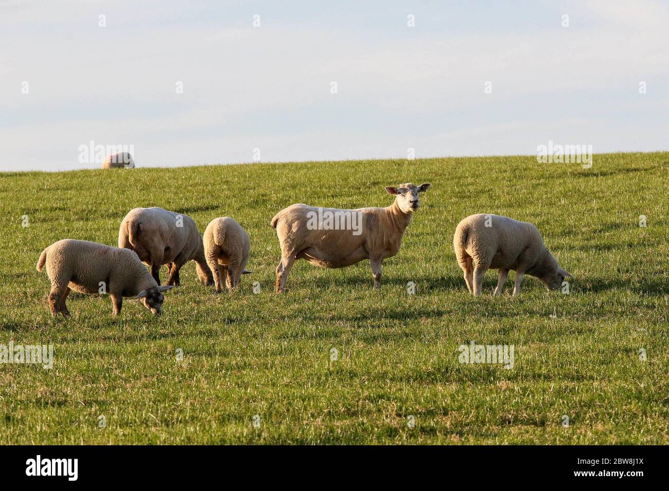 Magheralin, County Armagh, Nordirland. 30 Mai 2020. UK Wetter - ein herrlicher sonniger Tag endet mit einem warmen Abend und einer langen Zeit der Sonne. Schafe grasen auf einem Couny Down Hügel in der Sonne an einem späten Mai Abend. Kredit: CAZIMB/Alamy Live News. Stockfoto