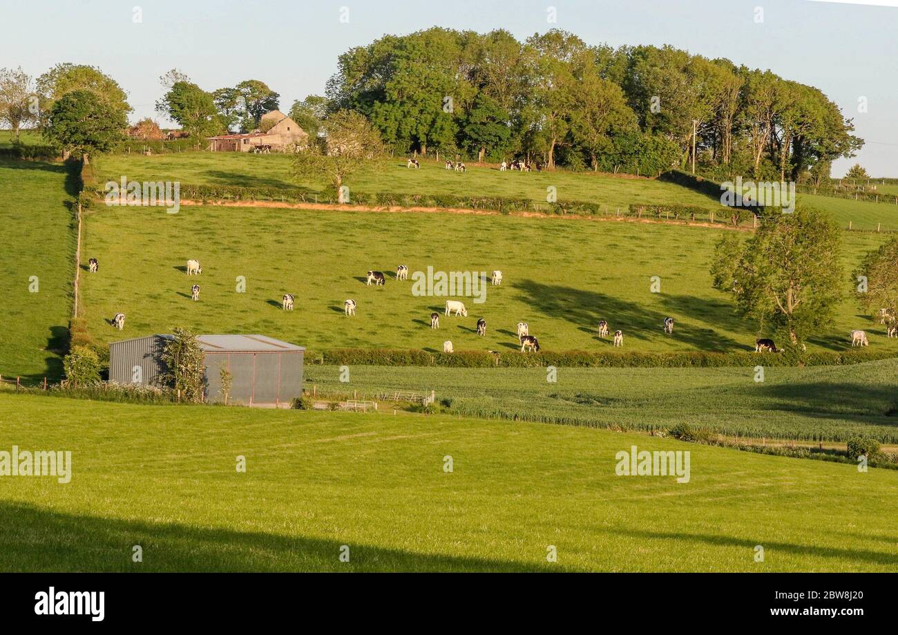 Magheralin, County Armagh, Nordirland. 30 Mai 2020. UK Wetter - ein herrlicher sonniger Tag endet mit einem warmen Abend und einer langen Zeit der Sonne. Schwarz-weiße Kühe grasen in der rollenden Grafschaft Down an einem sonnigen warmen Maiabend. Kredit: CAZIMB/Alamy Live News. Stockfoto