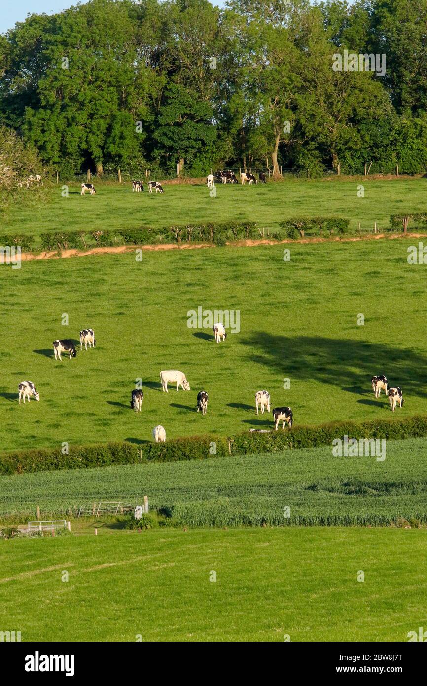 Magheralin, County Armagh, Nordirland. 30 Mai 2020. UK Wetter - ein herrlicher sonniger Tag endet mit einem warmen Abend und einer langen Zeit der Sonne. Schwarz-weiße Kühe grasen in der rollenden Grafschaft Down an einem sonnigen warmen Maiabend. Kredit: CAZIMB/Alamy Live News. Stockfoto