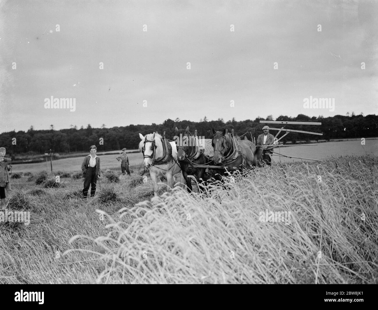 Ein Bauer erntet seine Felder mit seinem Shire Pferd, das an Massey Harris Reaper Binder gebunden ist. 1935 . Stockfoto
