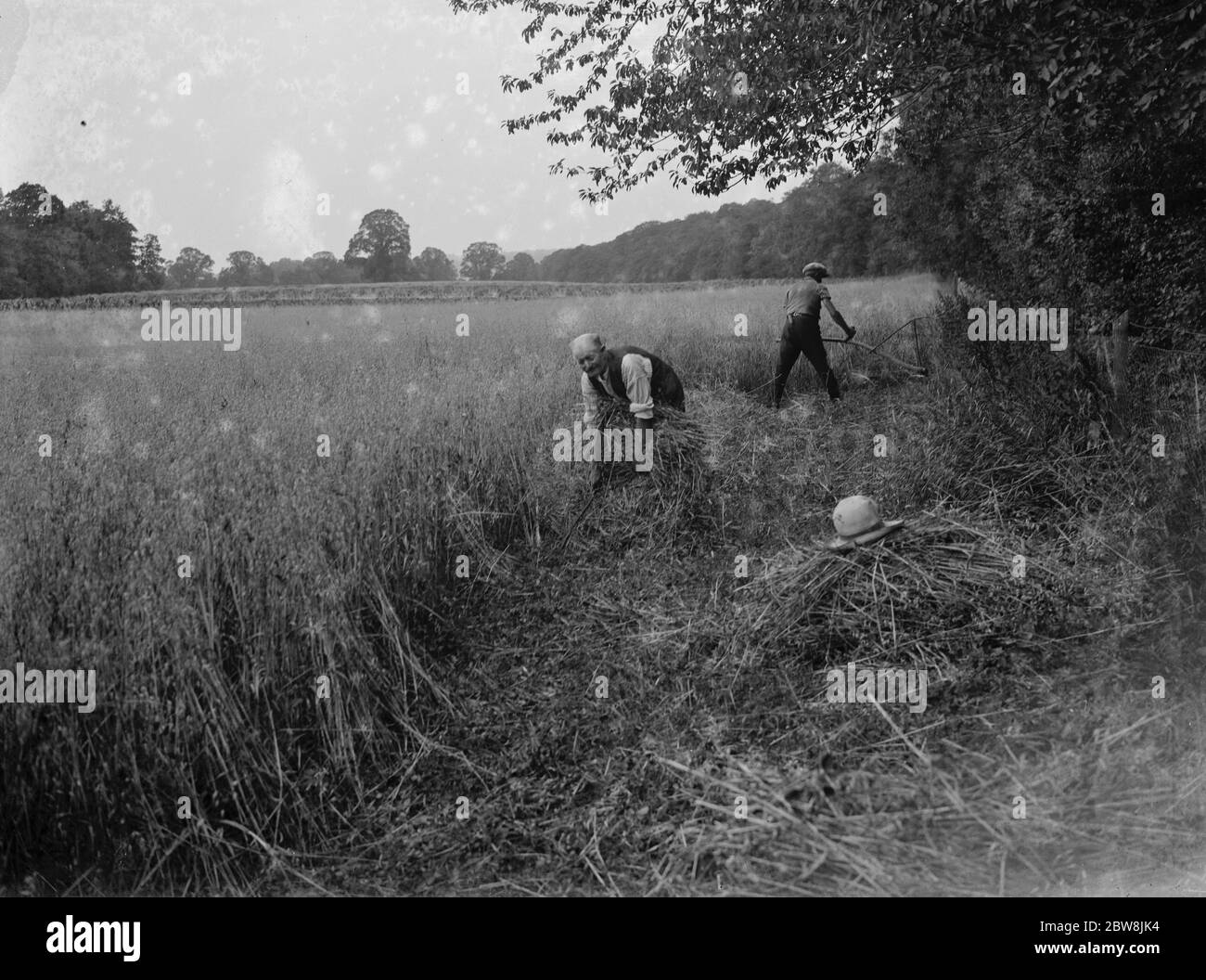 Ernte Kanten rund um das Feld. 1937 Stockfoto